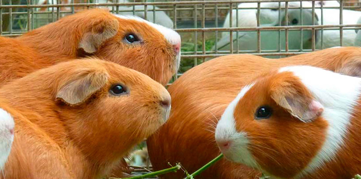 valor nutricional de la carne de cuy